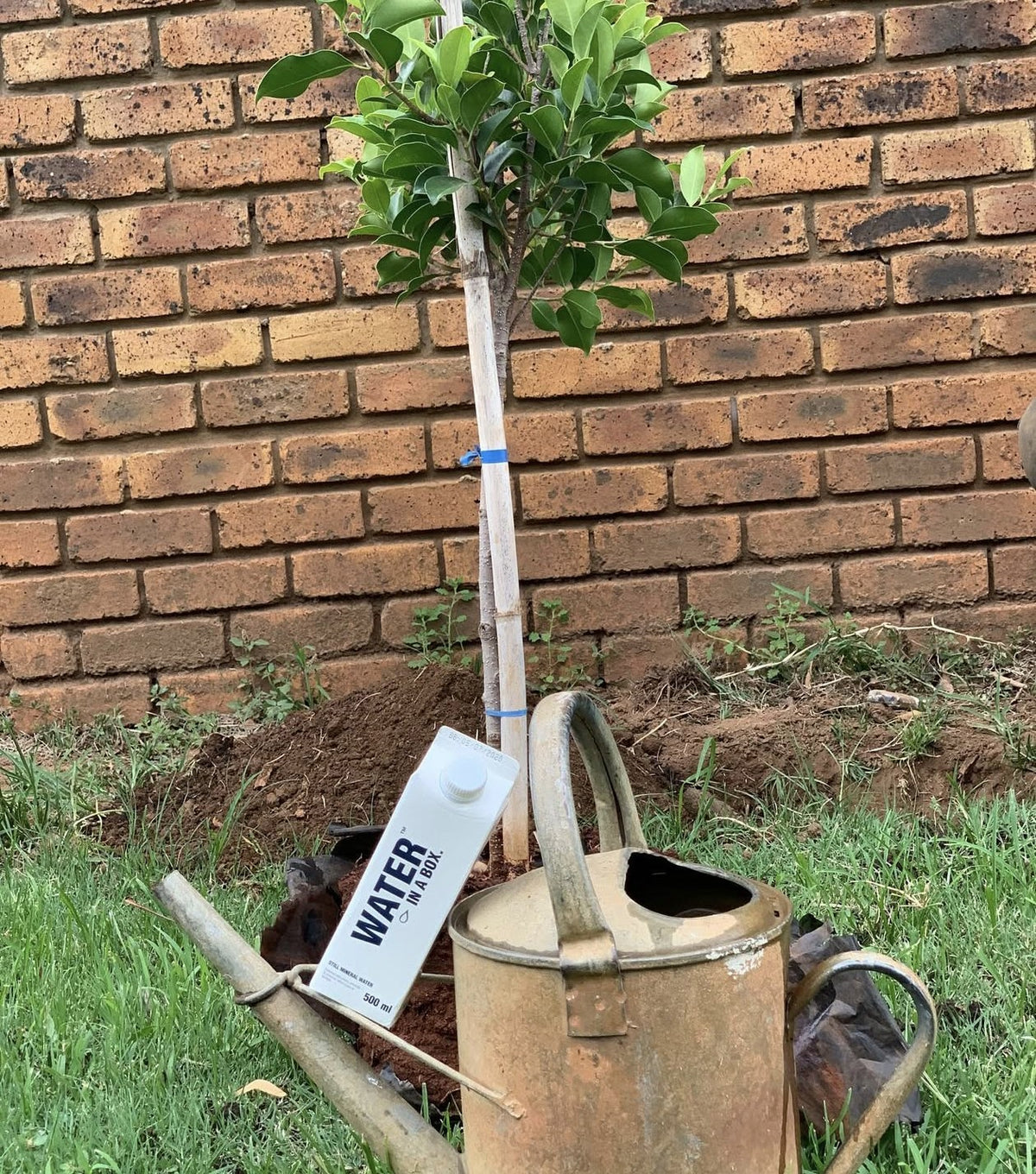 Newly planted sapling with a Water In A Box carton and a watering can