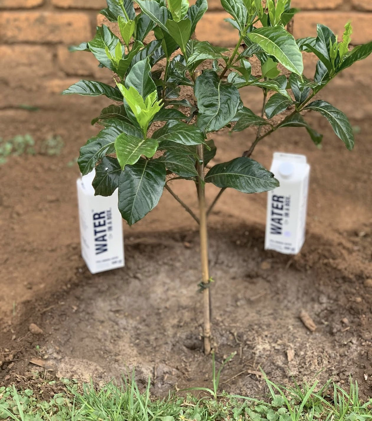 Young tree planted between two Water In A Box cartons