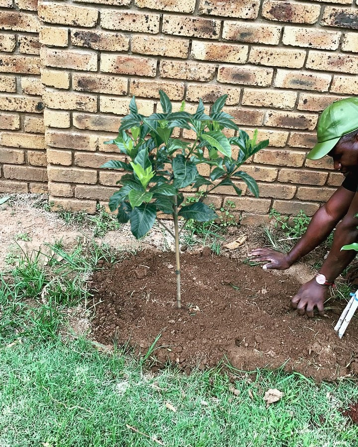 A young tree freshly planted in dug soil next to a brick wall