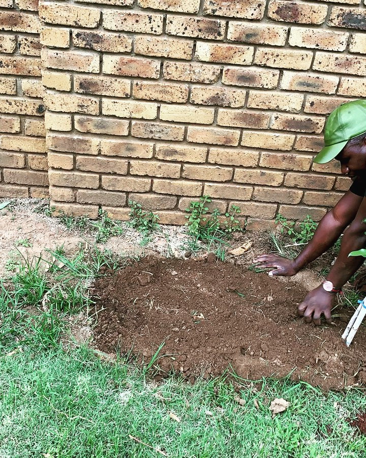 Hands planting a young tree in freshly dug soil next to a brick wall